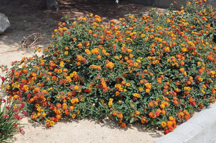 Plant photo of: Lantana 'Radiation'