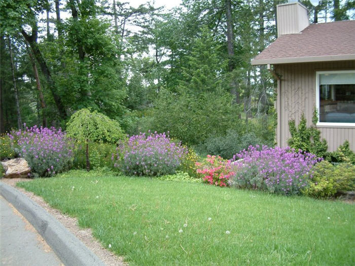 Plant photo of: Erysimum 'Compact Bowles Mauve'