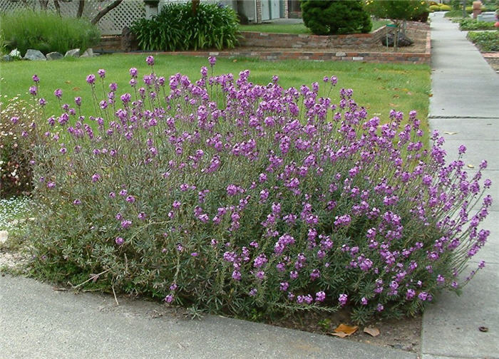 Plant photo of: Erysimum 'Compact Bowles Mauve'