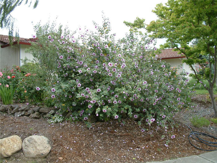 Plant photo of: Lavatara maritima