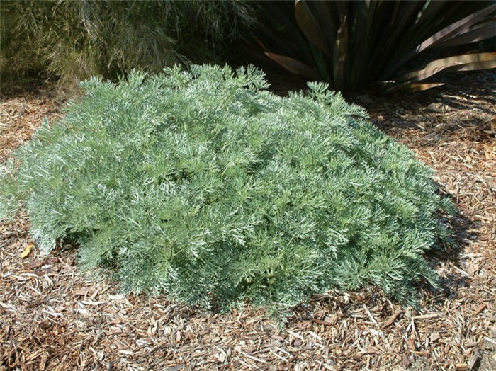 Plant photo of: Artemisia 'Powis Castle'