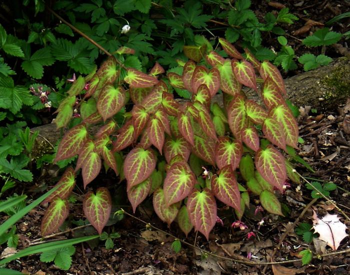 Plant photo of: Epimedium X rubrum