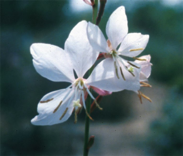 Plant photo of: Gaura lindheimeri