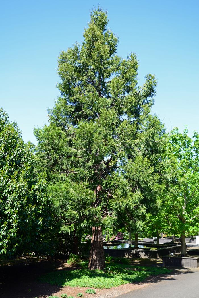 Plant photo of: Calocedrus decurrens