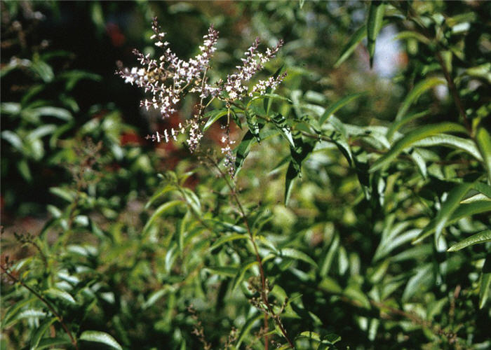 Plant photo of: Aloysia citrodora