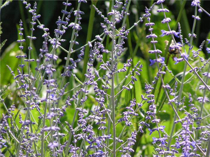 Plant photo of: Perovskia atriplicifolia