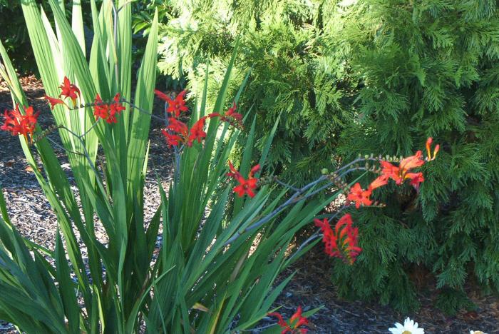 Plant photo of: Crocosmia 'Lucifer'