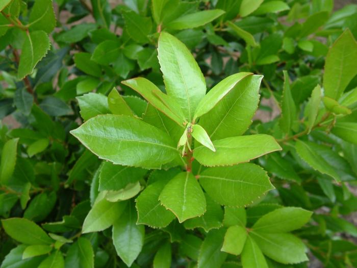 Plant photo of: Heteromeles arbutifolia