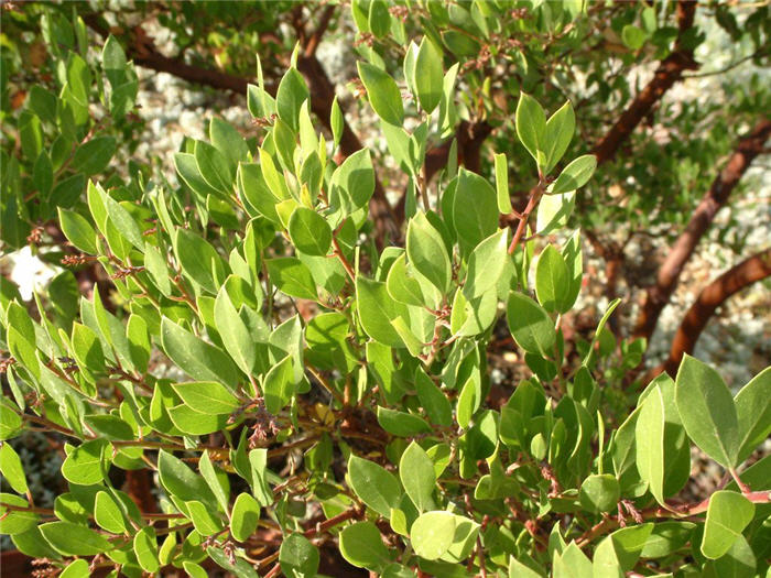 Plant photo of: Arctostaphylos densiflora 'Howard McMinn