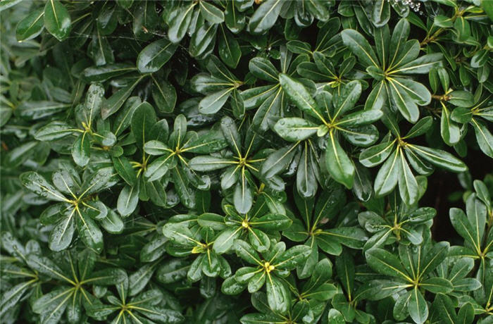 Plant photo of: Pittosporum tobira 'Wheeler's Dwarf'