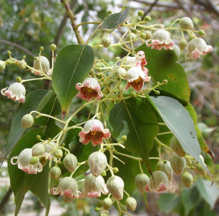 Plant photo of: Brachychiton populneus