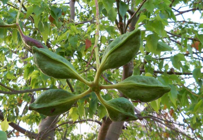 Plant photo of: Brachychiton populneus