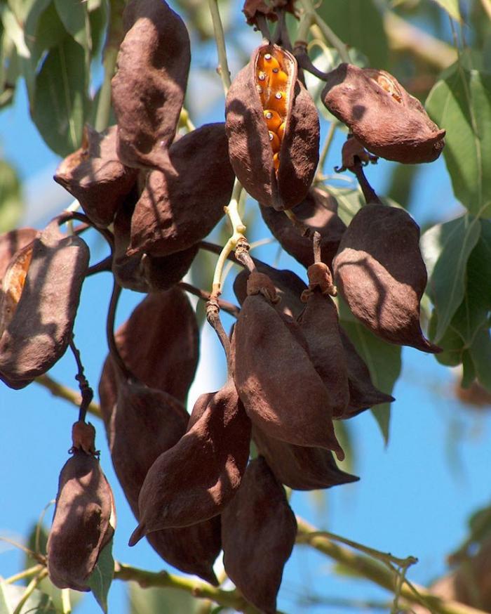 Plant photo of: Brachychiton populneus