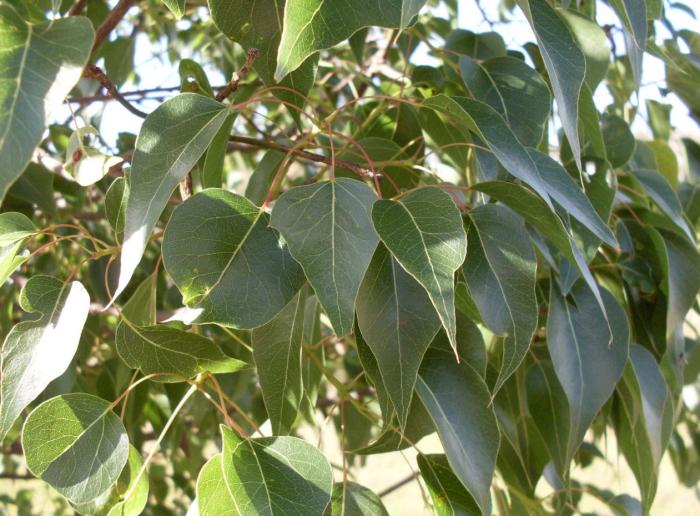 Plant photo of: Brachychiton populneus