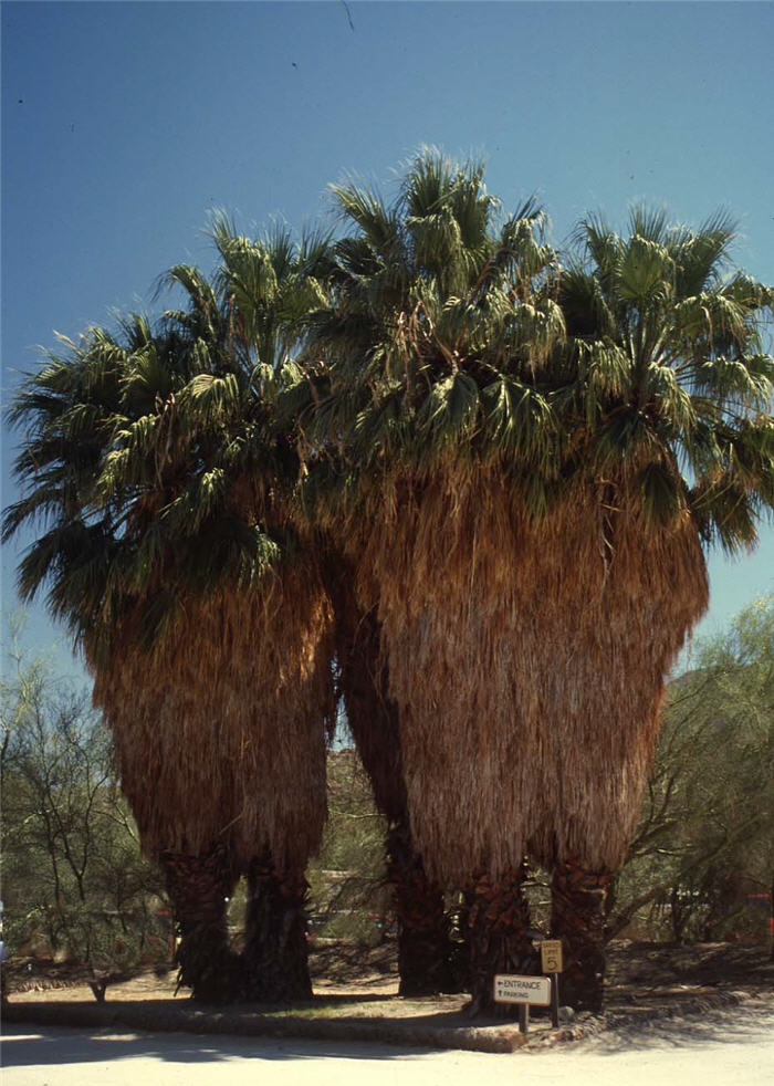 Plant photo of: Washingtonia filifera