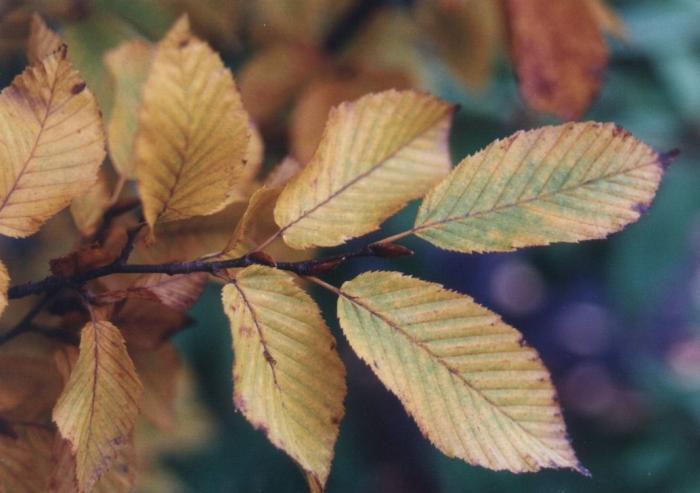 Plant photo of: Carpinus betulus 'Fastigiata'