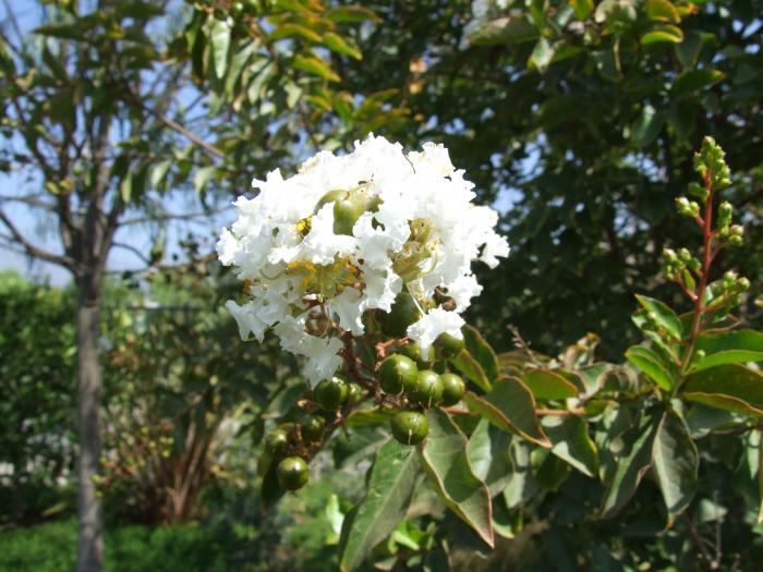 Plant photo of: Lagerstroemia 'Natchez'