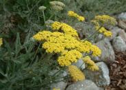 Moonshine Yarrow