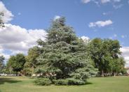 Blue Atlas Cedar