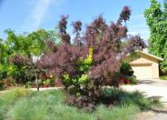 Royal Purple Smokebush