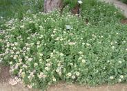 Blue Beach Aster