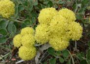 Conejo Buckwheat, Saffron Buckwheat