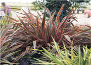 Pink Stripe Flax