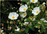 Hybrid White Rockrose