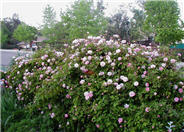 Cecile Brunner Climbing Polyantha R