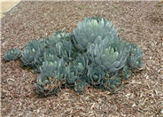 Artichoke Agave