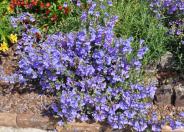 Foothill Penstemon Margarita Bop