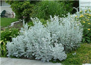 Dusty Miller