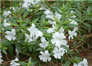 Verity White Monkey Flower