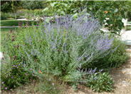 Russian Sage