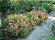 Dwarf Nandina